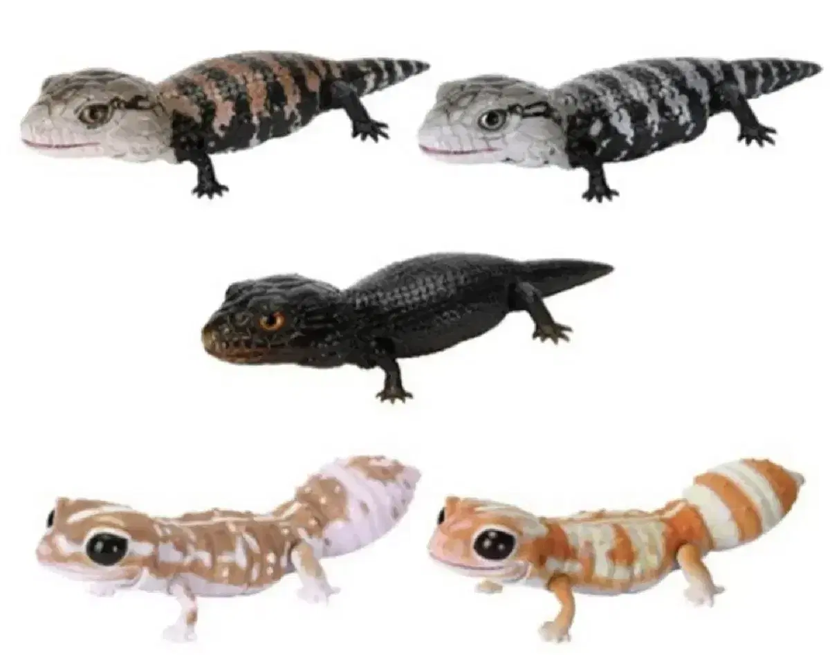 Biografia Le Petit Blue-tongued Lizard and African Petalegecko Capsuletoy Gacha Figure