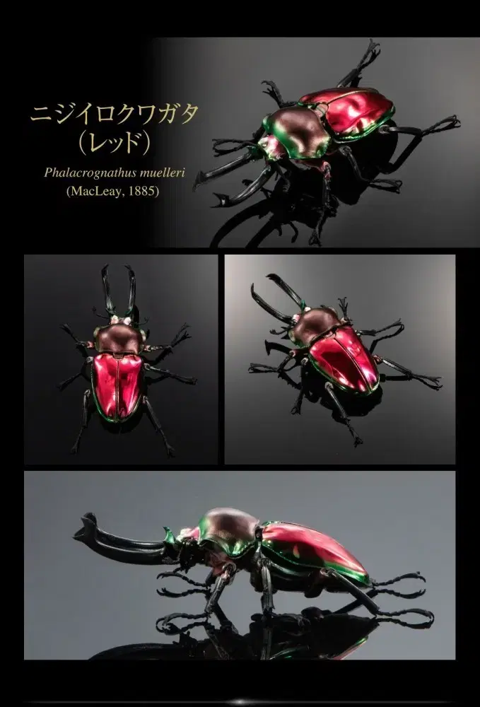 Biological Atlas Mueller No.3 Red Insect Bug Figure Statue VAN DAI Japan