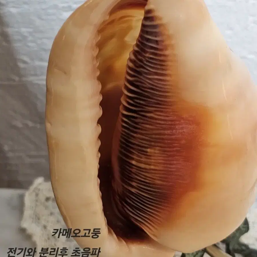 카메오 램프