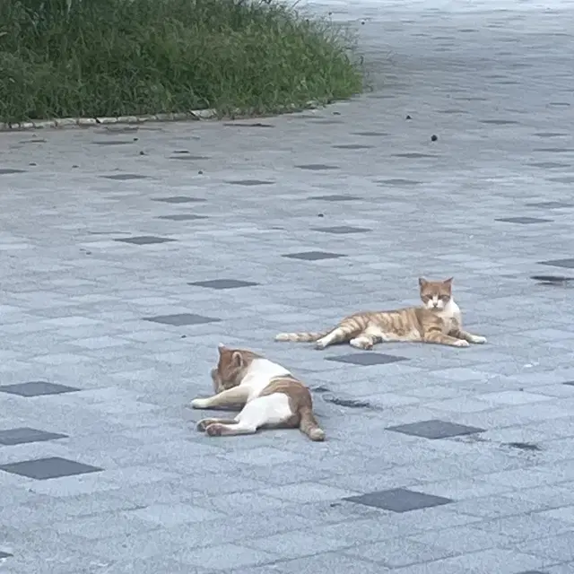 애플뮤직 가족공유 (제가 들어가요!