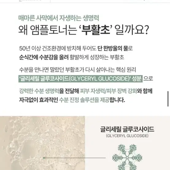 미개봉) 누토 부활초 수분 앰플 토너250ml