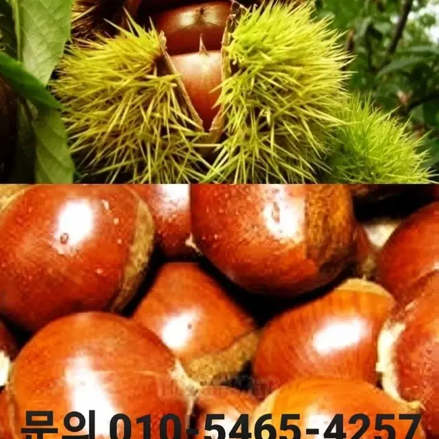 친환경 자연 햇밤(대) 10kg  7만원  무료배송.!