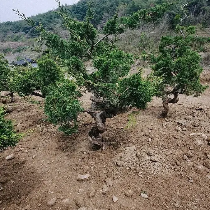 사어천진백(향나무)