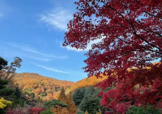 화담숲 주말 입장권 10월말 11월