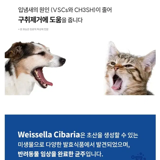 강아지 치약