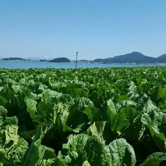 해남함초  절임배추 20kg