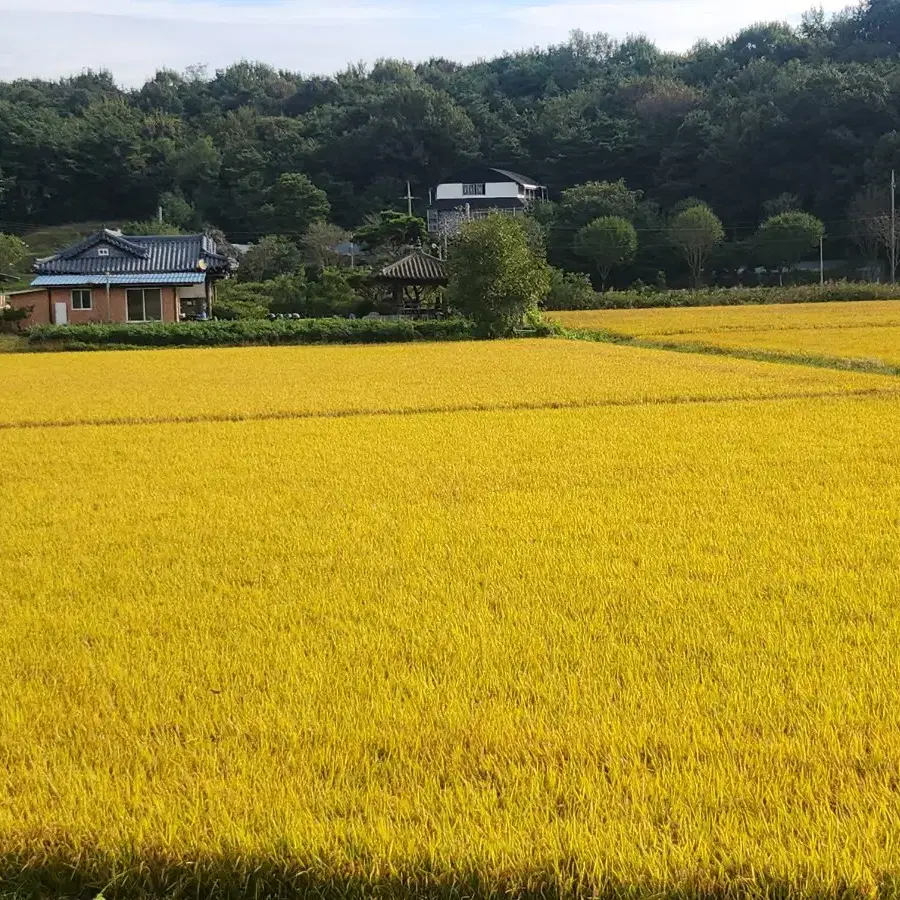 여주에서 생산한 '진상쌀'