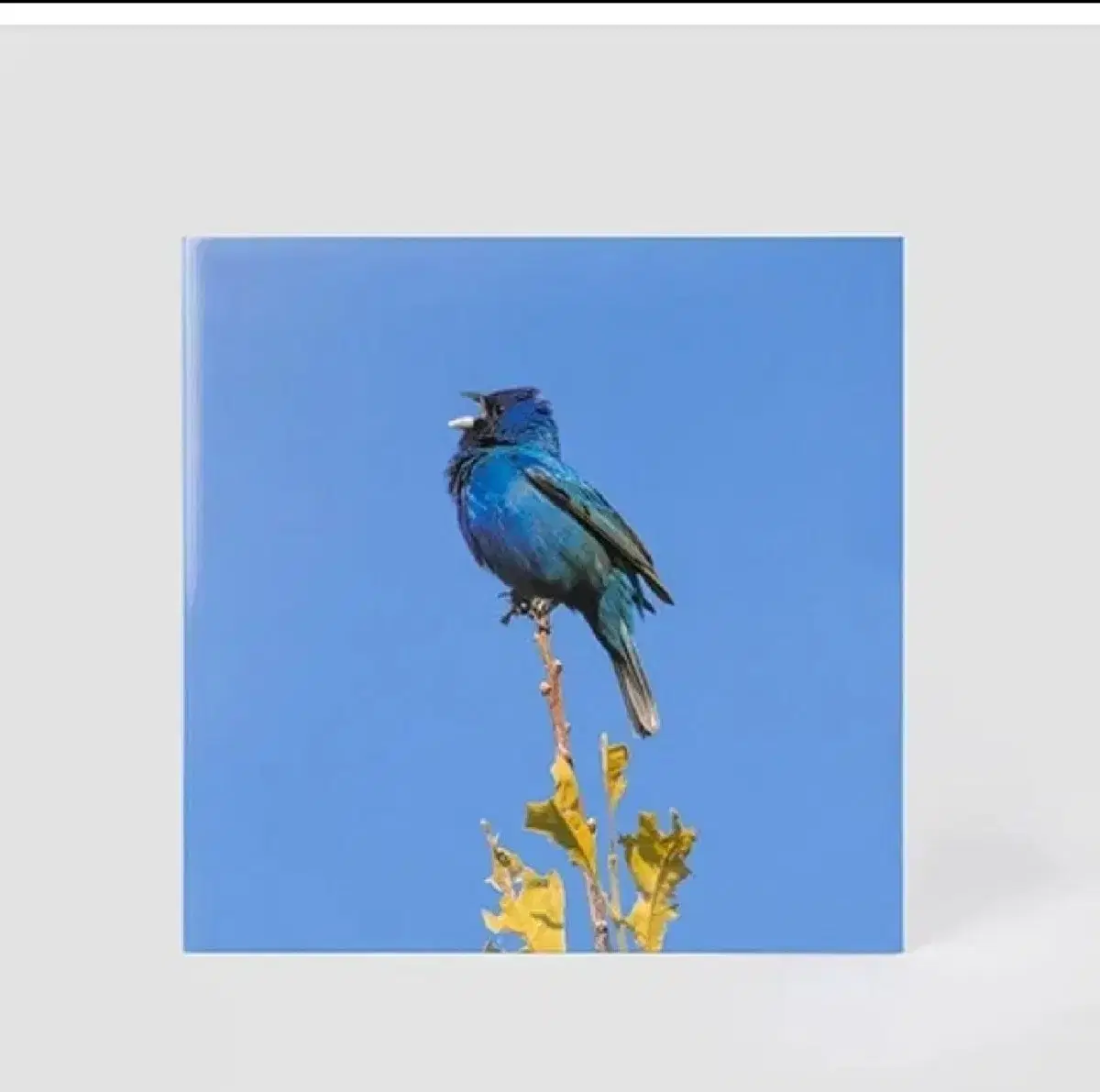 [ Unsealed ] Yoon Jiyoung LP 파랑새 Blue bird