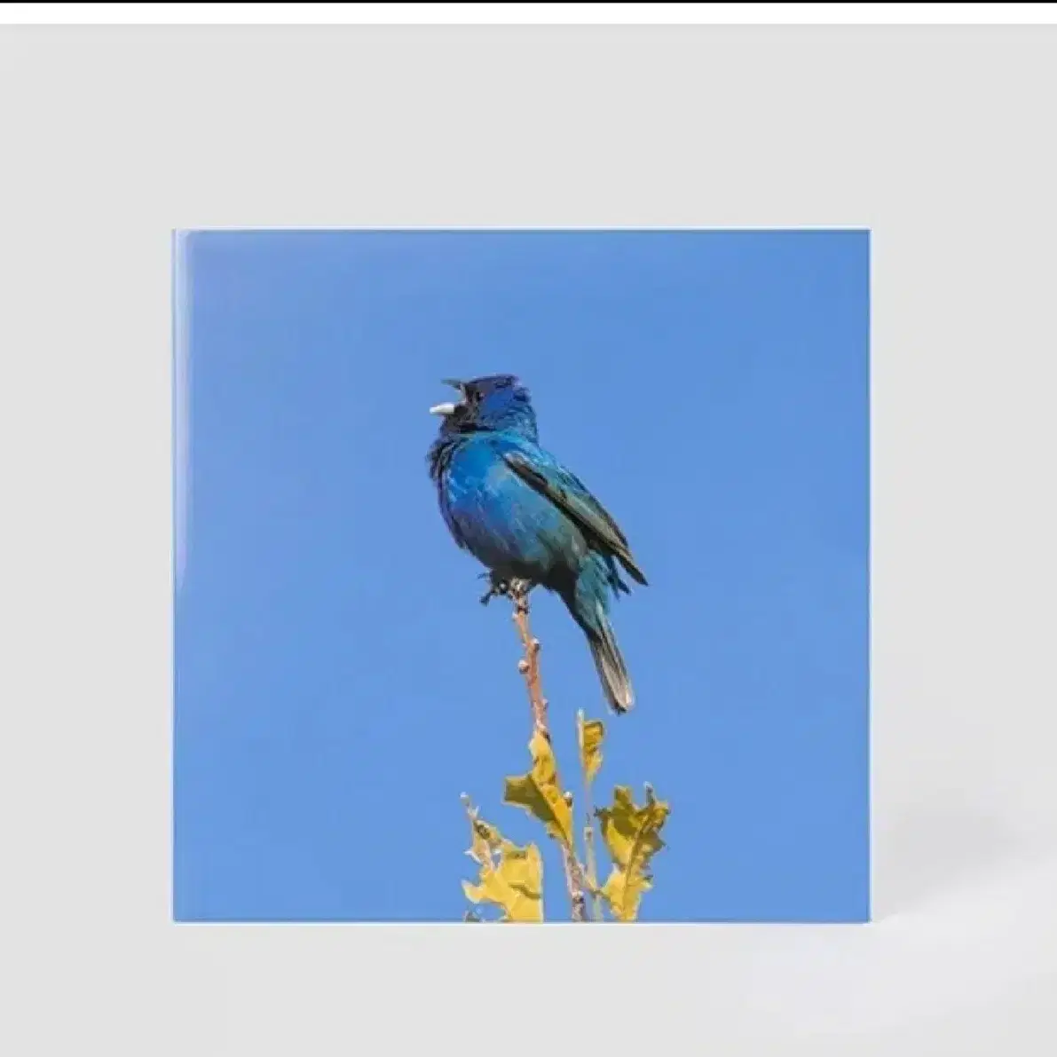 [미개봉 ] 윤지영 lp 파랑새 Blue bird