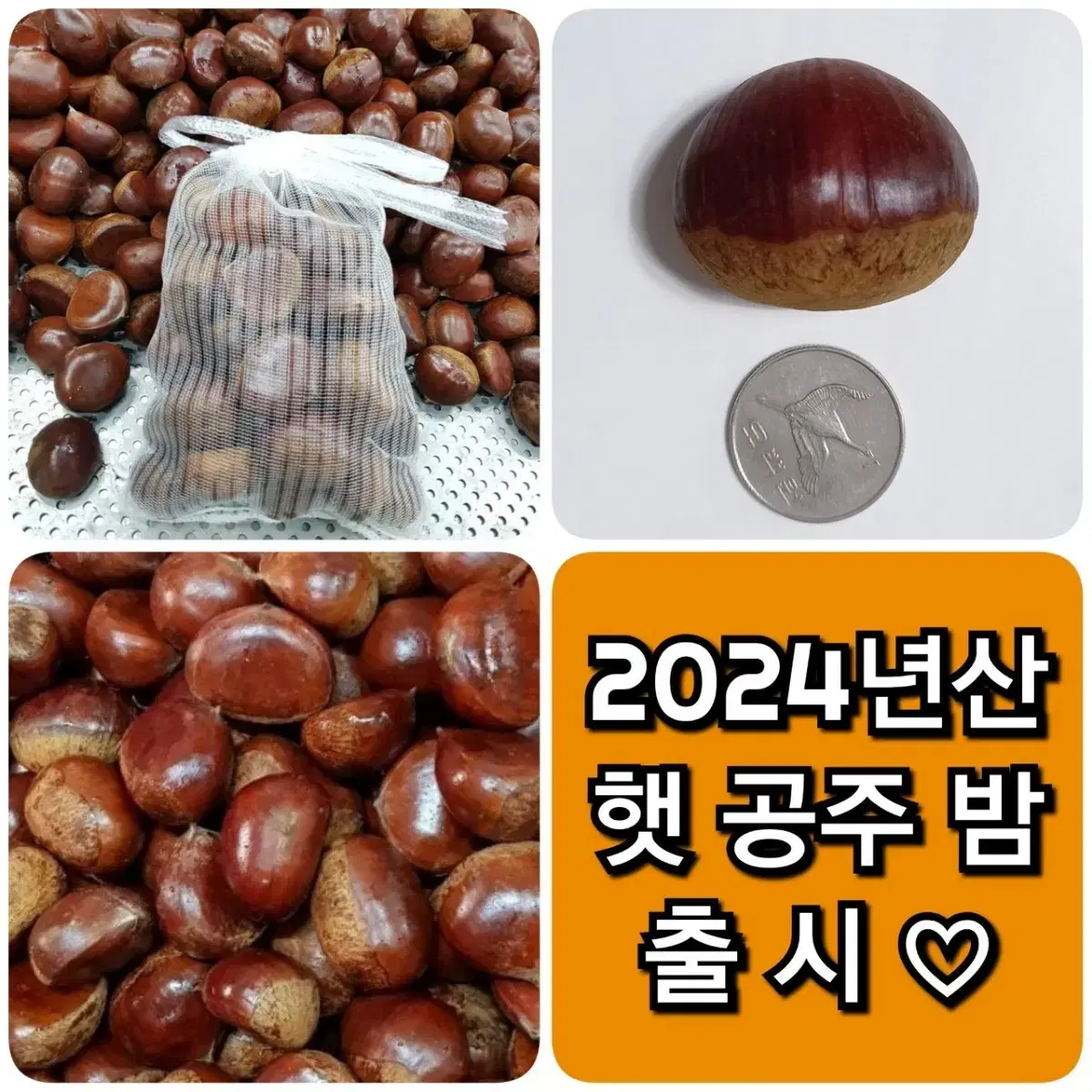 공주햇밤