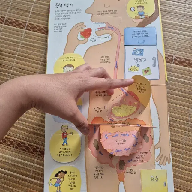 Usborne 어스본 요리조리 열어보는 지구. 우리몸 플랩북 총2권