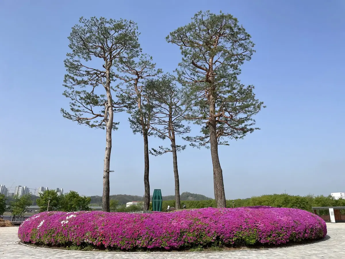 조경 소나무 전정 전문업체