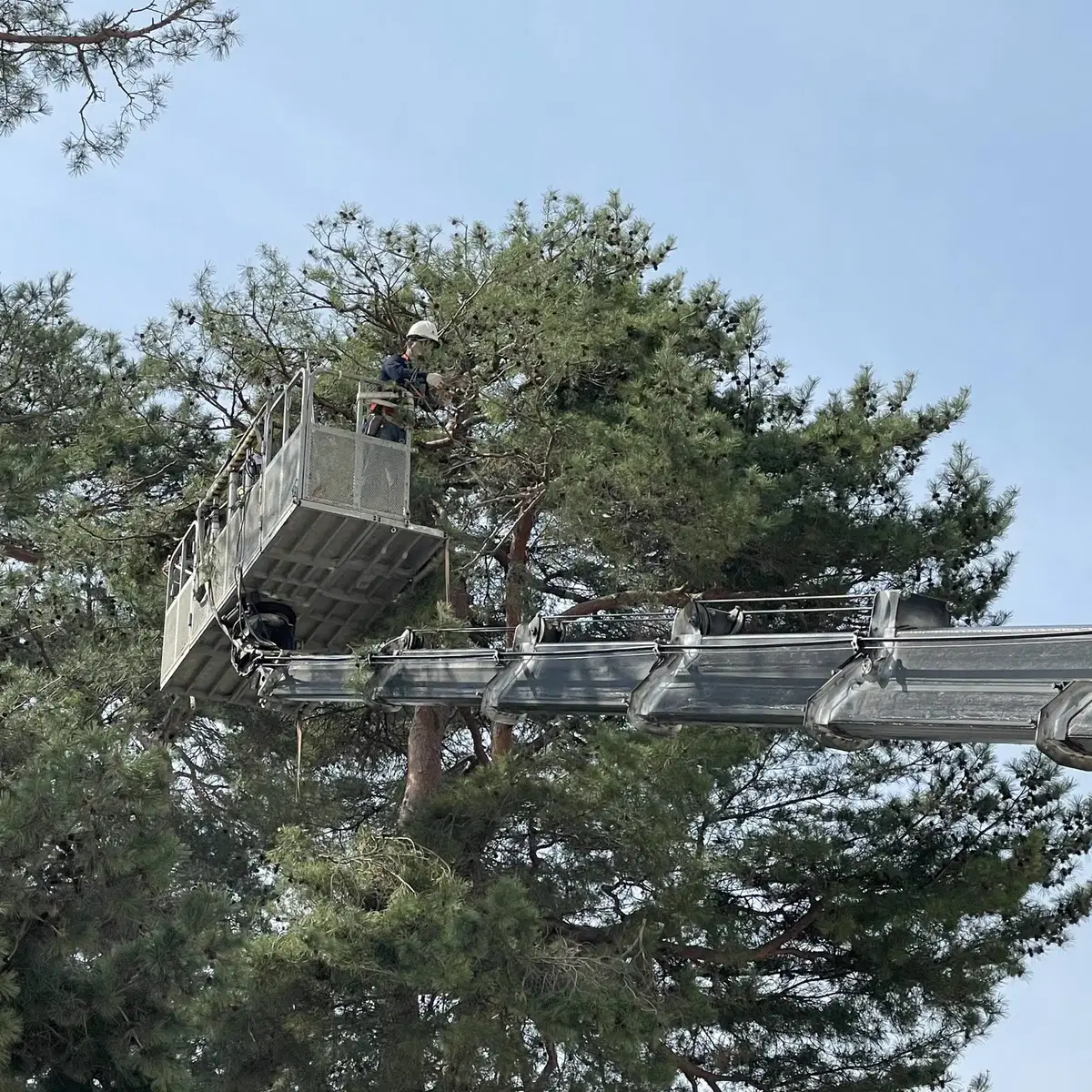 조경 소나무 전정 전문업체