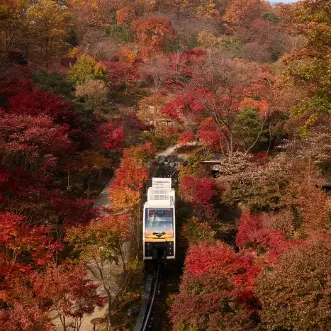 화담숲 주말 입장권 양도