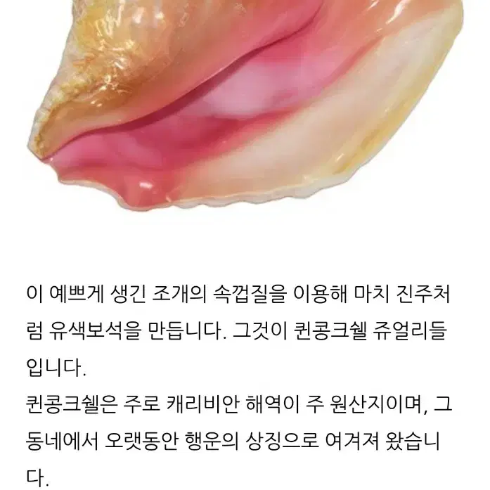 천연 콩크쉘 (conch shell) 골드필드  귀걸이