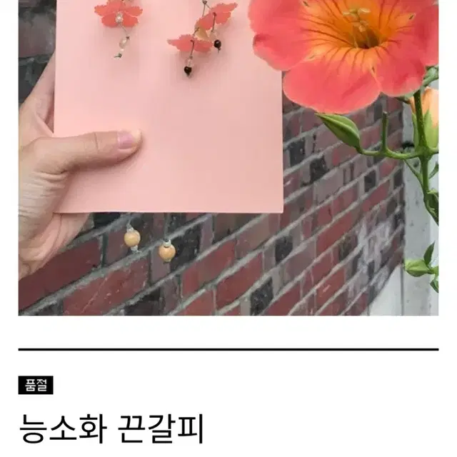 연록 능소화 끈갈피 양도