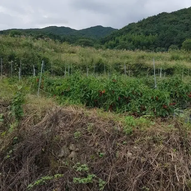 유기농 고추가루