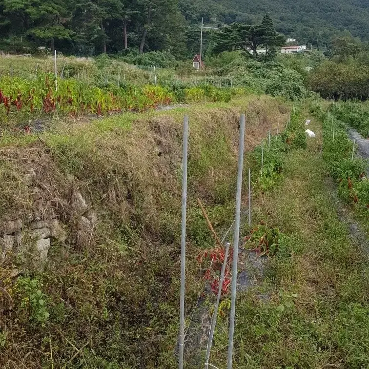 유기농 고추가루