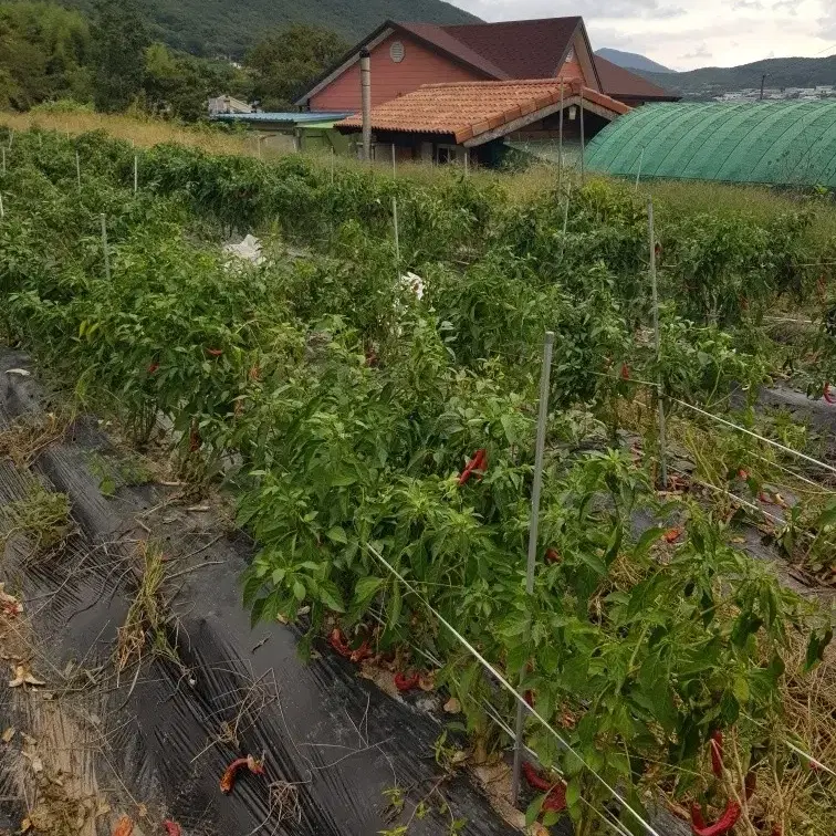 유기농 고추가루