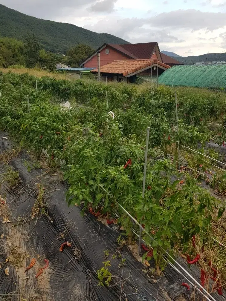 유기농 고추가루