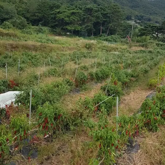 유기농 고추가루