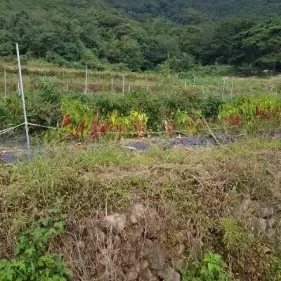 유기농 고추가루