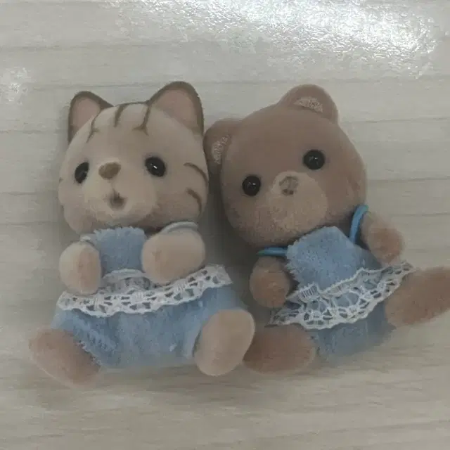 실바니안 고양이 곰 일괄