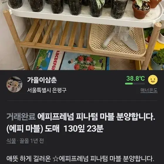 식물, 화분, 엥글, 용품등등 일괄 판매합니다.