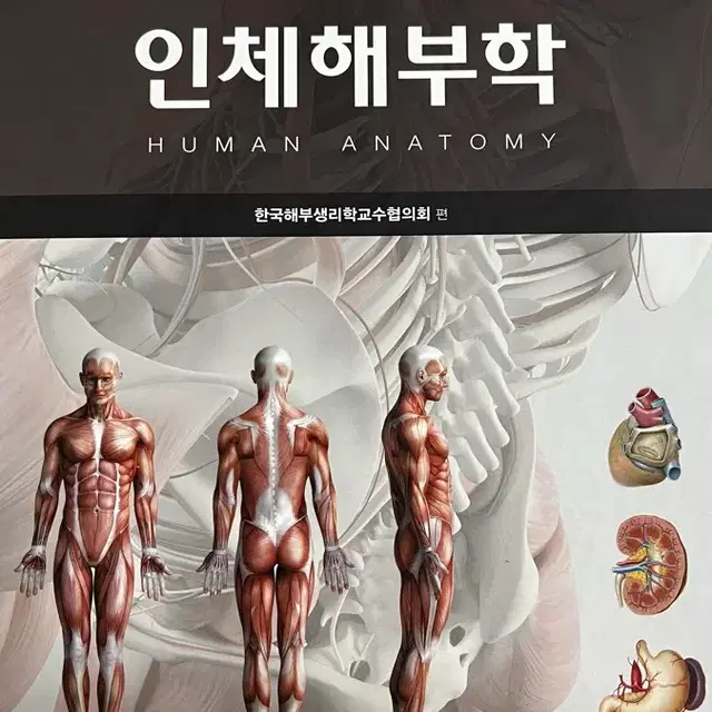 해부학 현문사 제6판