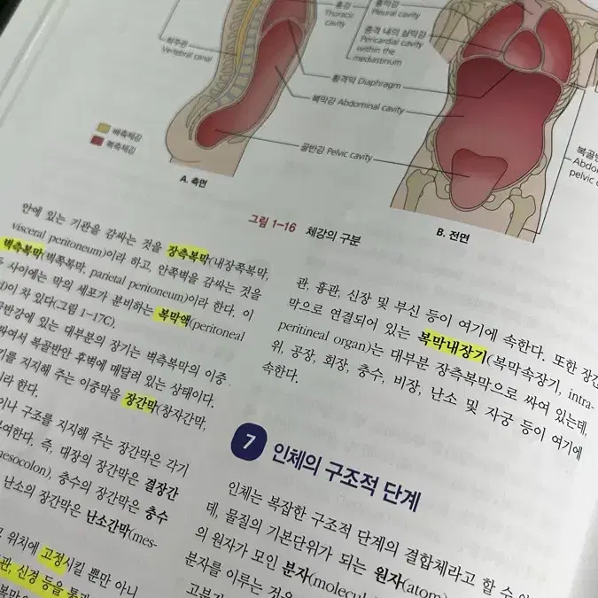 해부학 현문사 제6판