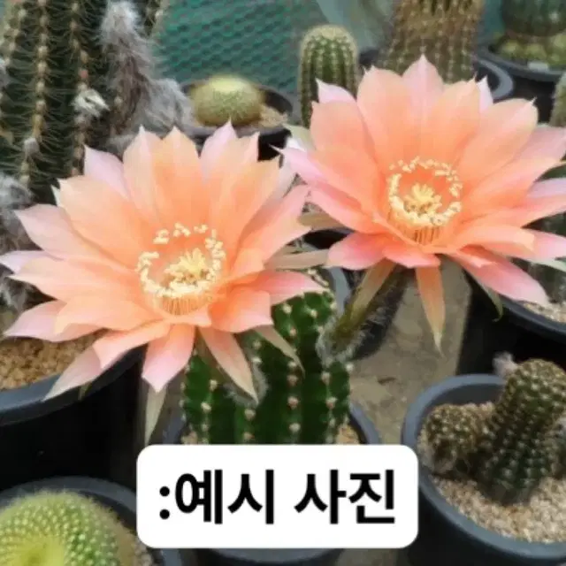 식물 선인장 로비비아금 핑크