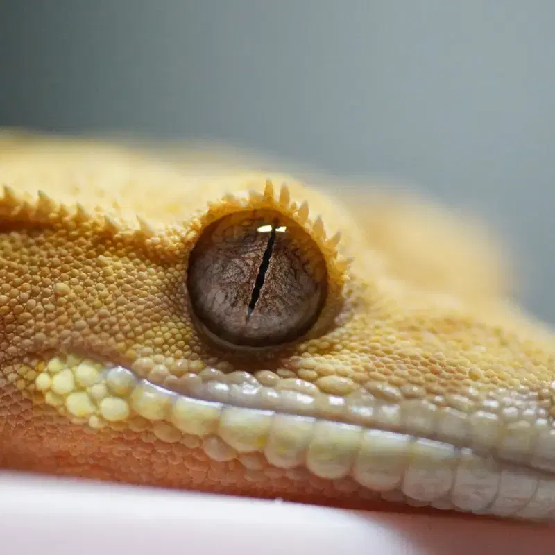 미놀타APO 200mm f4 macro렌즈