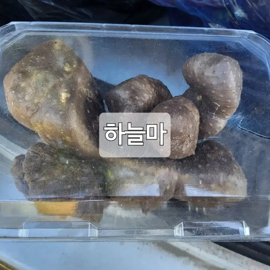 포항 국산 하늘마