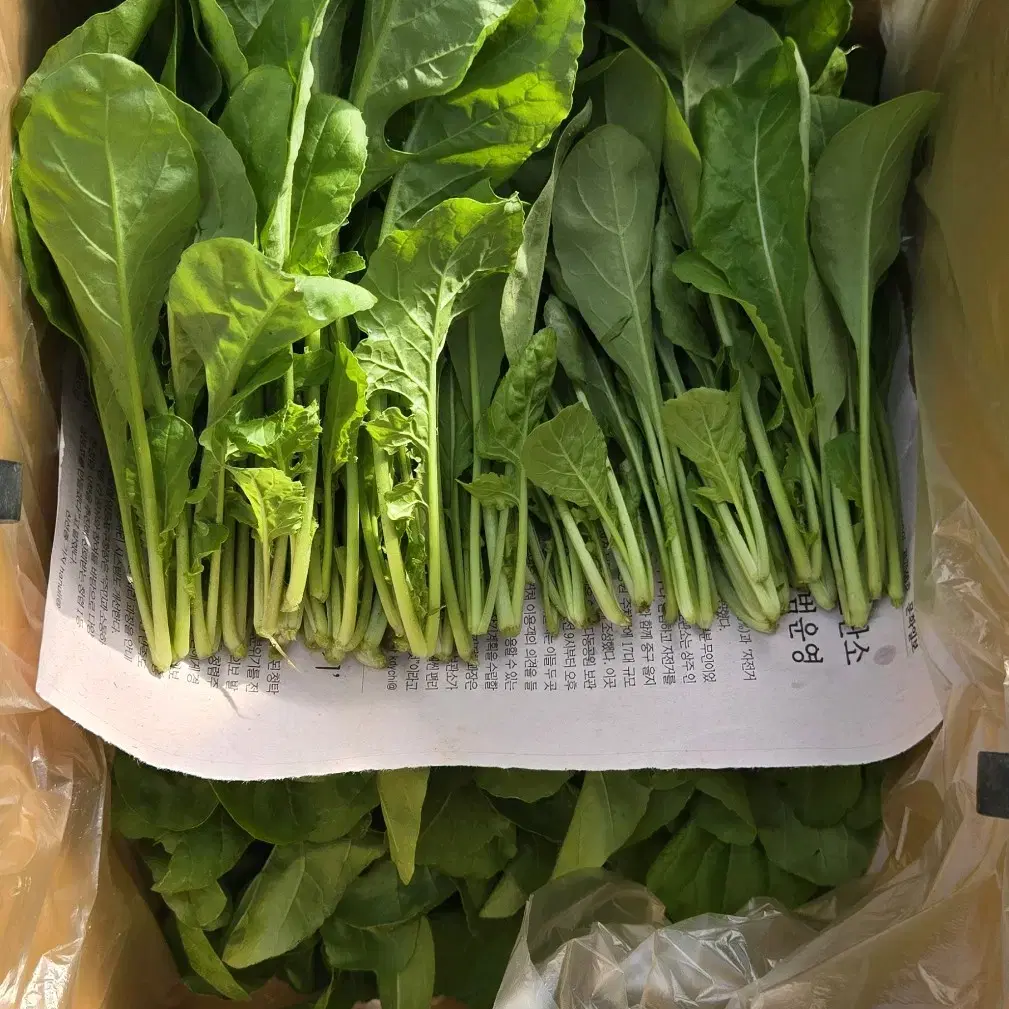 루꼴라 로케트 1kg