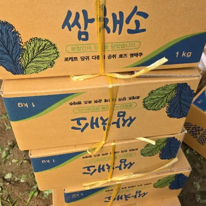 루꼴라 로케트 1kg