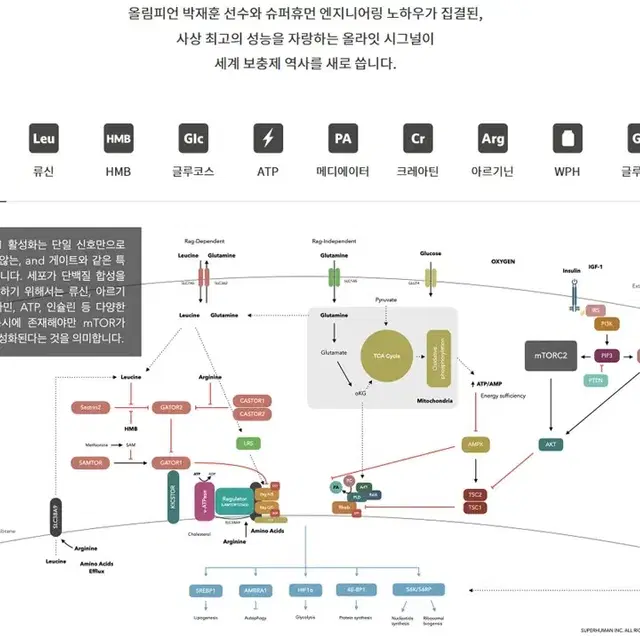 [새제품] 보충제 874g | 몬스터짐 | 근손실 방지 & 근육 합성 |