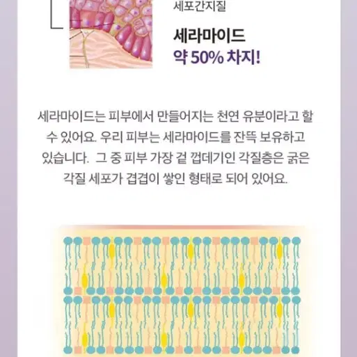 기미 잡티 미백 세니지아 유니크미 마이크로마이옴 세라마이드 리포좀 앰플