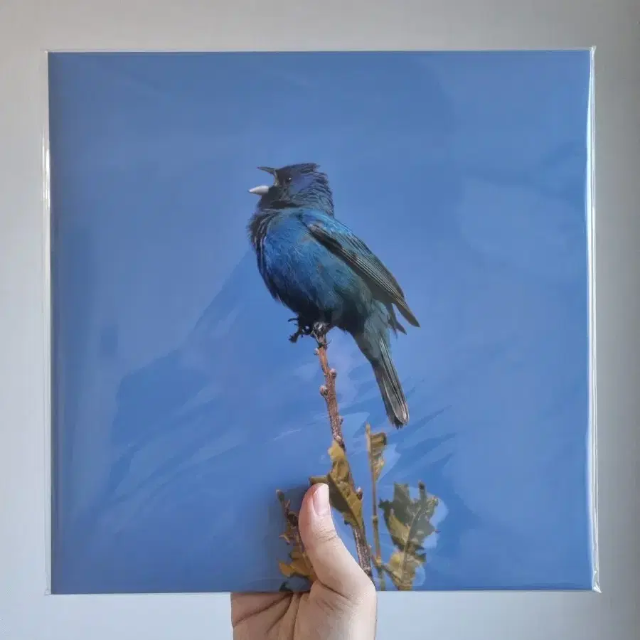 [미개봉] 윤지영 - Blue bird LP