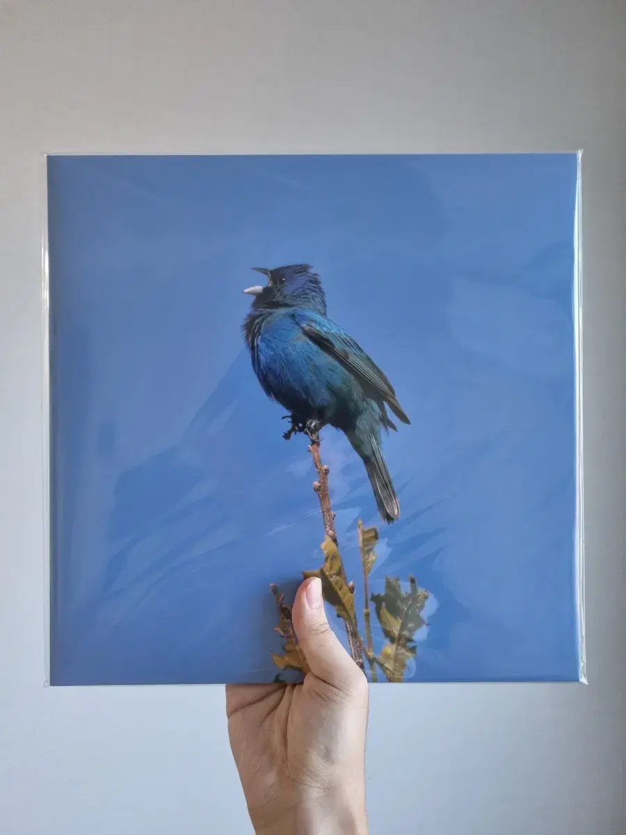 [미개봉] 윤지영 - Blue bird LP