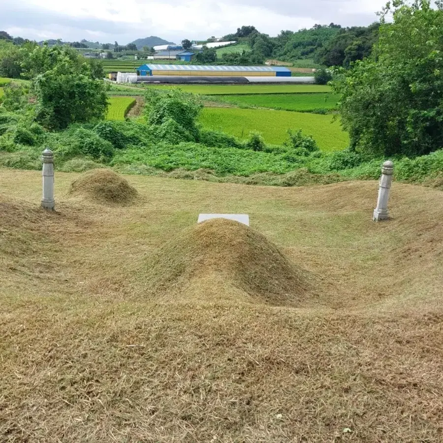 예초기 벌초대행 합니다