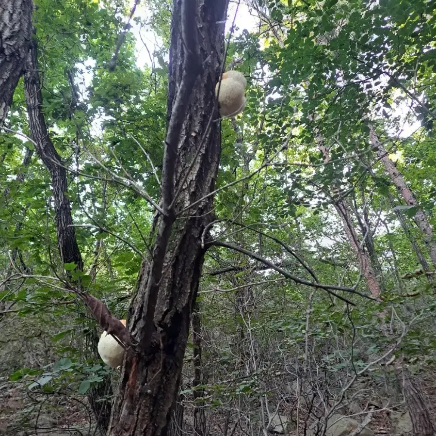 자연산 노루궁뎅이버섯 판매합니다