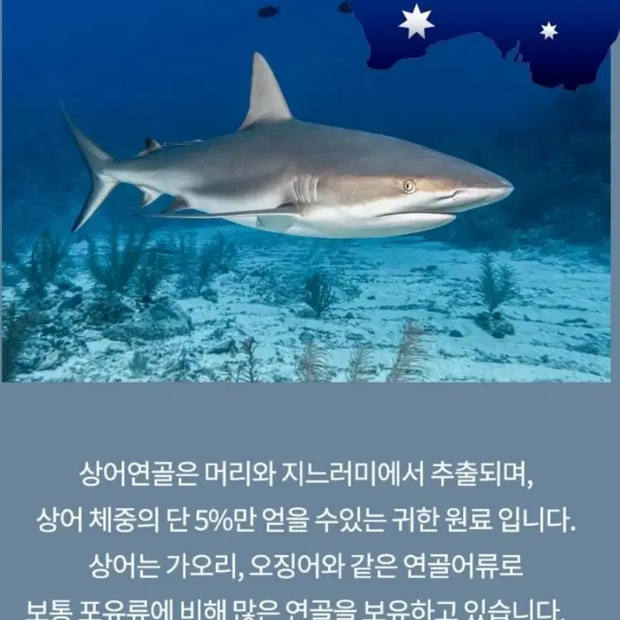 무릎 손목 아프신분 (콘드로이친 상어 연골)