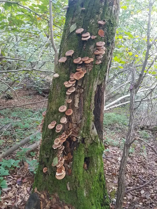 야생 자연산 표고버섯