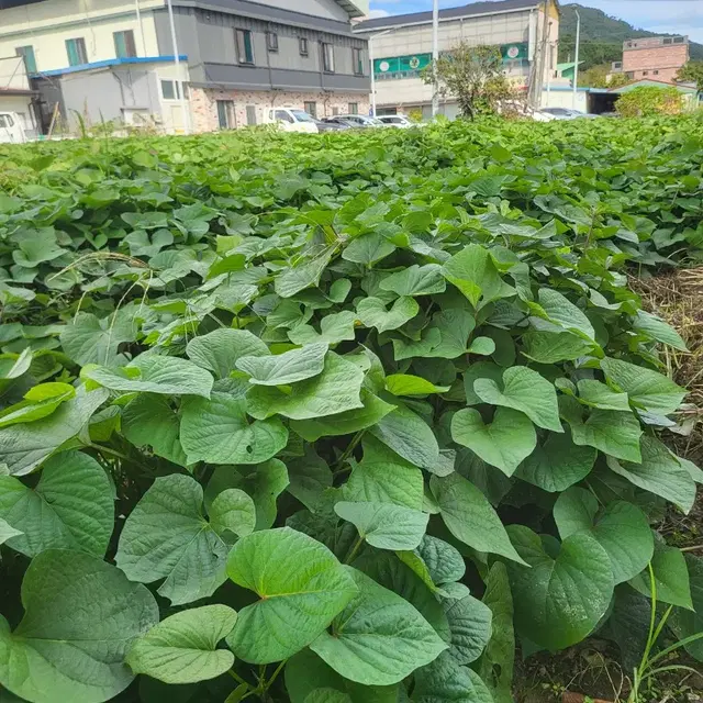 베니하루카 꿀 밤고구마 10K