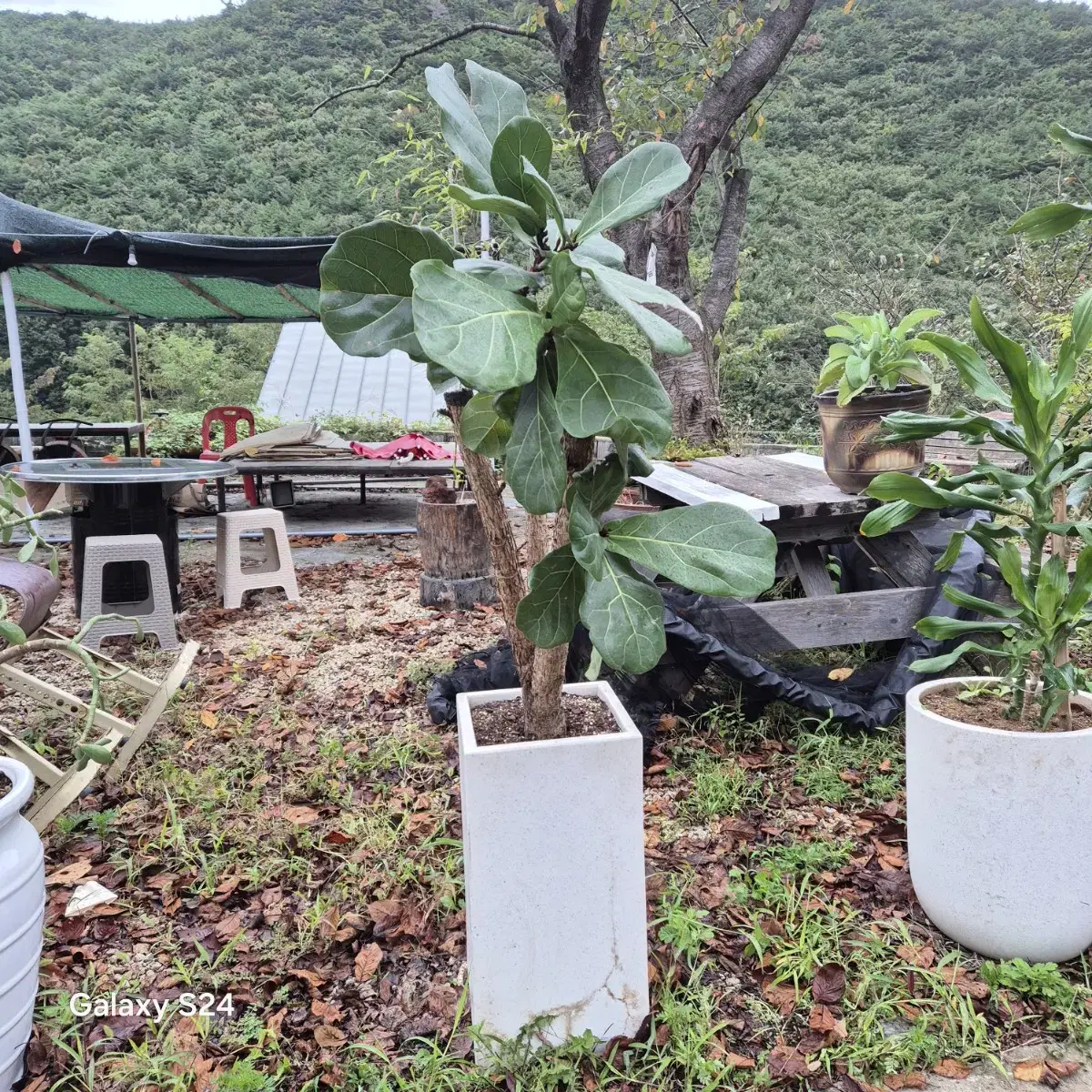 엽란외 4종/고급도자기화분/백자화분