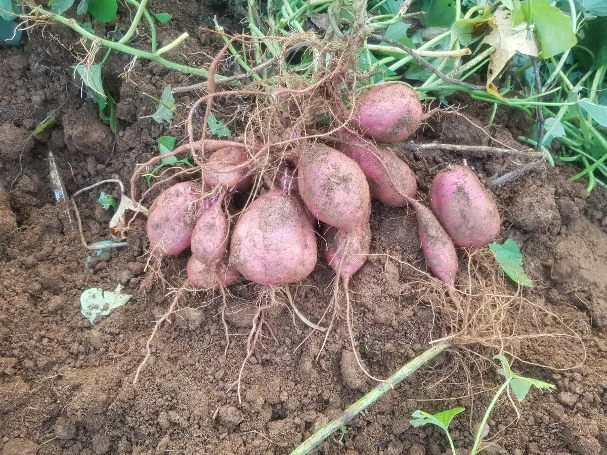 고구마 10kg 2만원  실속있는 맛 가격