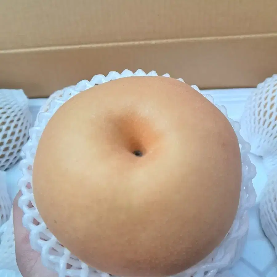 햇 신고 꿀배1상자7,5kg(무료배송)