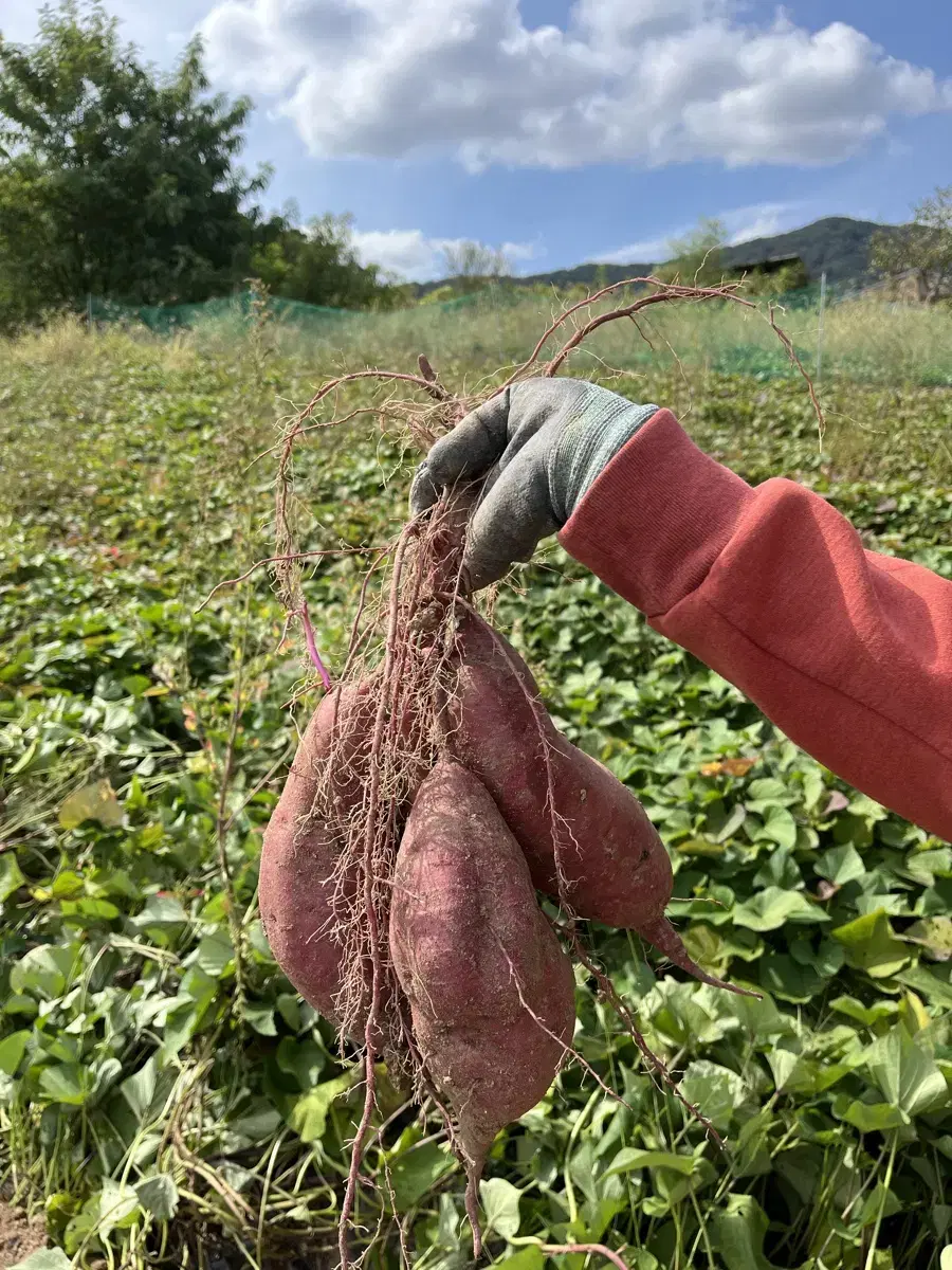 꿀밤고구마 10kg 판매