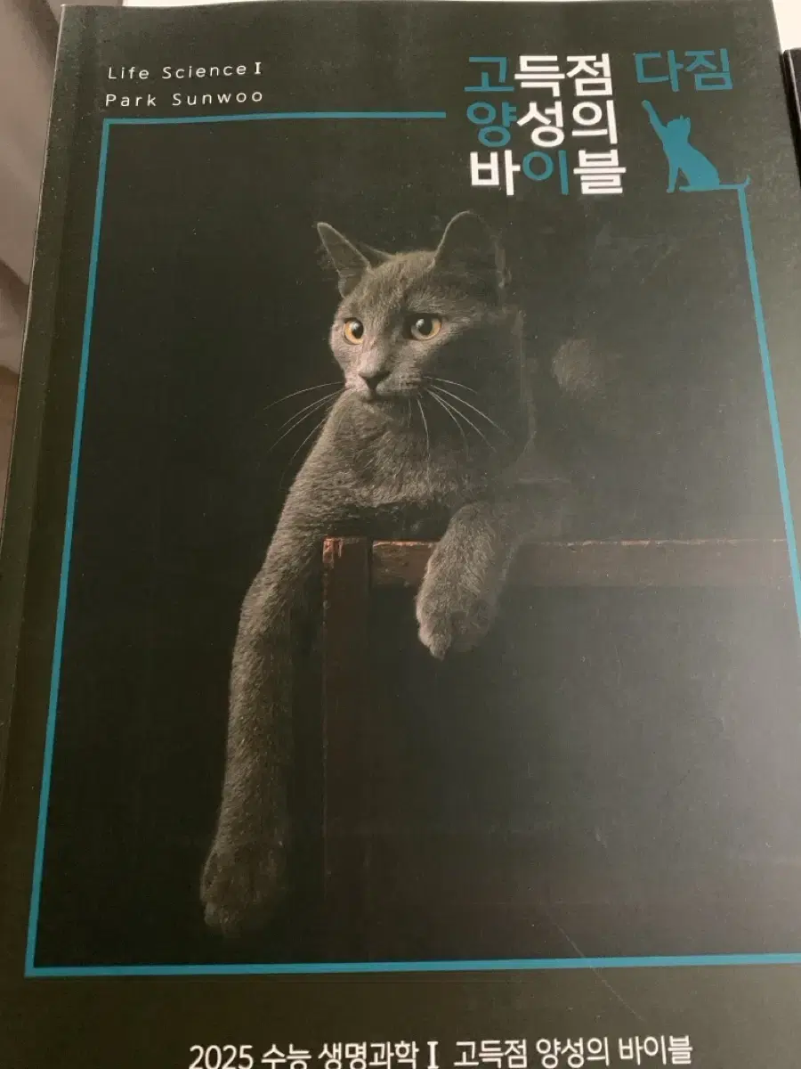 박선우 고양이 다짐