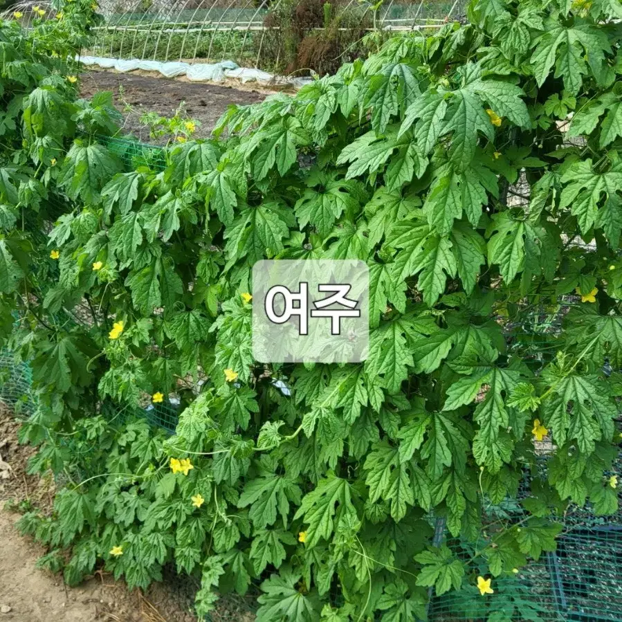 포항 국산 여주